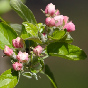 Apfelbaum