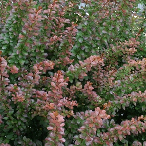 Rote Hecken-Berberitze
