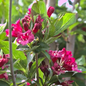 Weigelie 'Bristol Ruby'
