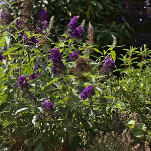 Sommerflieder