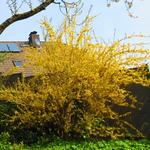 Forsythie