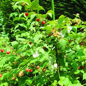 Himbeeren