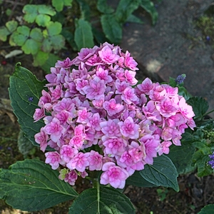 Hortensie kleine Blüten