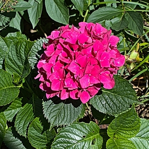 Hortensie pink