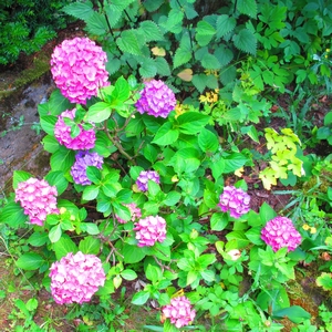 Hortensie rosa-lila