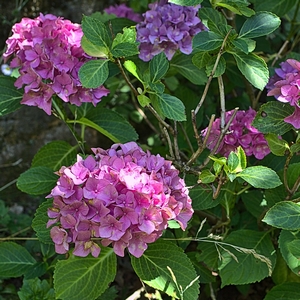 Hortensie rosa