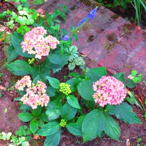 Hortensie rosa-gelb