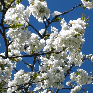 Kirschbaum