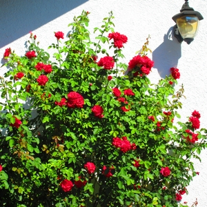 Kletterrose
