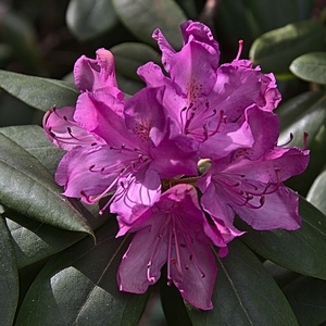 Rhododendron lila
