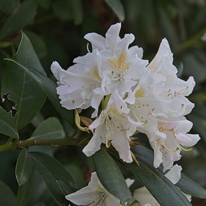 Rhododendron weiß