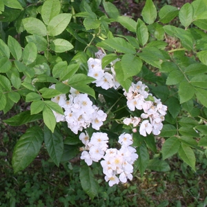 Rispen-Rose