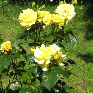 Rose (gelb)