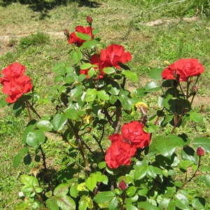 Rose (rot)