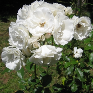 Rose (weiß)