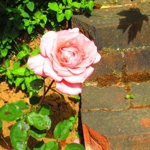 Rose rosa