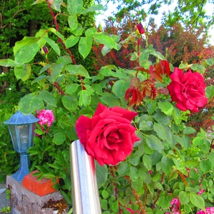 Rose rot