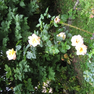 Rose (Terrasse)