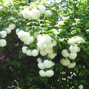 Schneeball