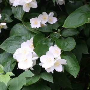 Sommerjasmin