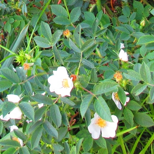 Wildrose