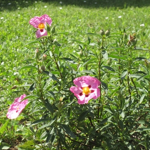 Zistrose