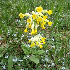 Echte Schlüsselblume