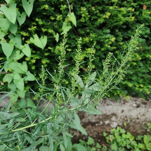 Estragon