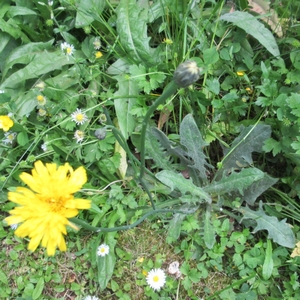 Ferkelkraut
