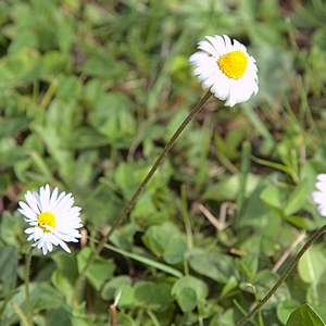 Gänseblümchen