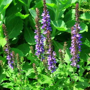 Gartensalbei