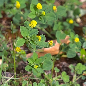 Hopfenklee