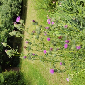 Gewöhnliche Kratzdistel