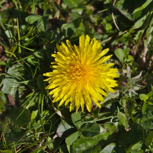 Löwenzahn