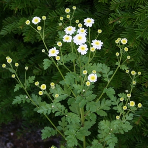 Mutterkraut