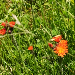 Orange-rotes Habichtskraut