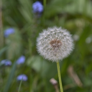 Pusteblume