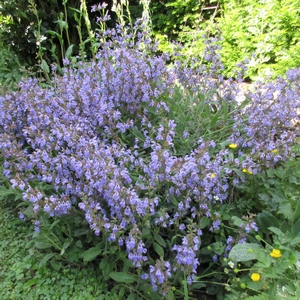 Salbei