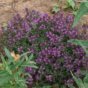 Sandthymian