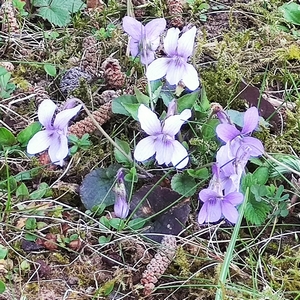 Veilchen