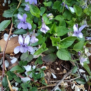 Waldveilchen