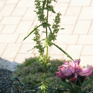 Weißer Gänsefuß