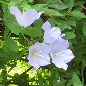 Pfirsichblättrige Glockenblume hellblau