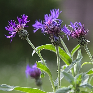 Bergflockenblume