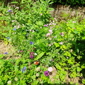 Bienenweide