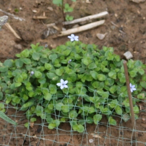 Blauer Bubikopf Isotoma 'Blue Foot'