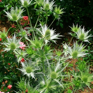 Elfenbeindistel