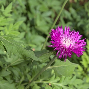 Flockenblume