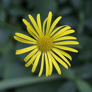 Gämswurz