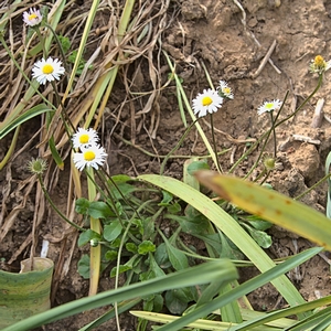 Gänseblümchen XX